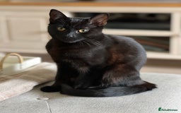 Domestic Shorthair cats for sale: Looking for a new home for our 2 wonderful cats. - Image 9
