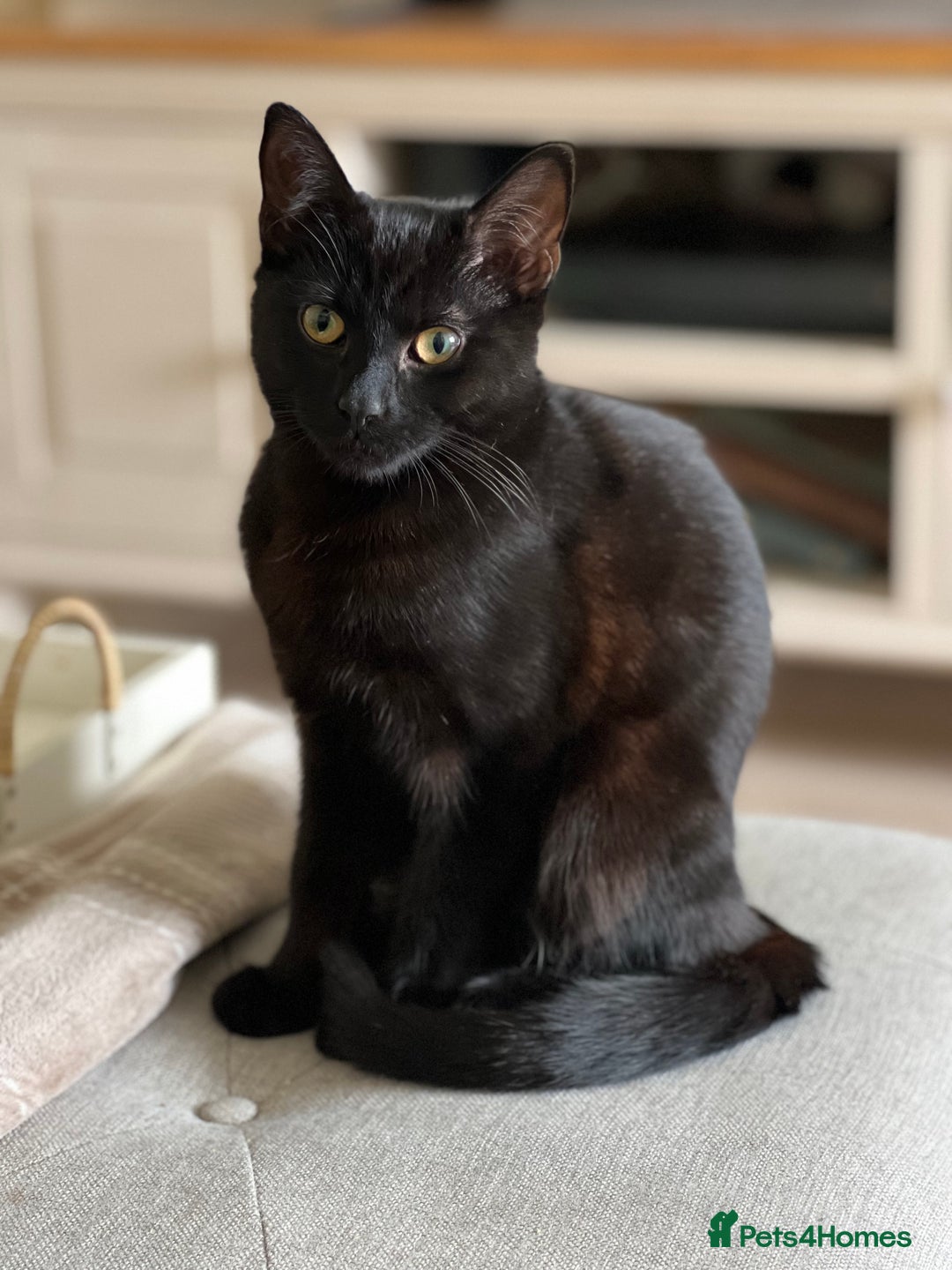 Domestic Shorthair cats for sale: Looking for a new home for our 2 wonderful cats. - Image 9