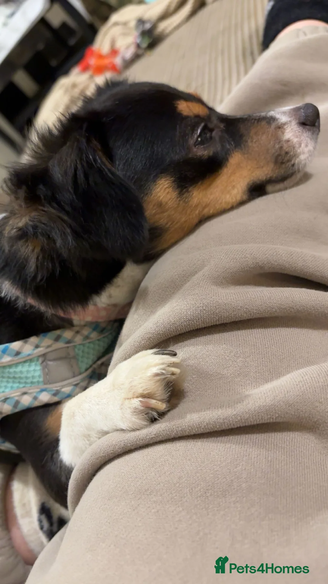 Jackshund dogs for sale: Luna (1 years old) in Thirsk - Advert 2