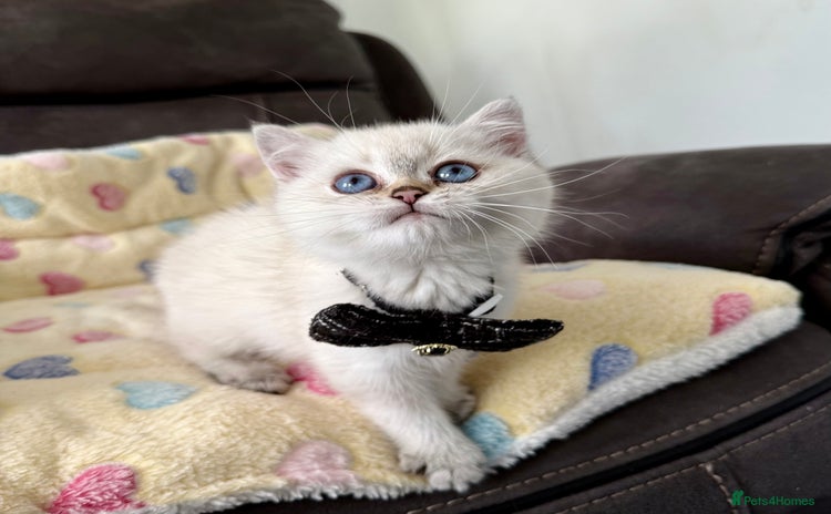 British Shorthair cats - Advert 1
