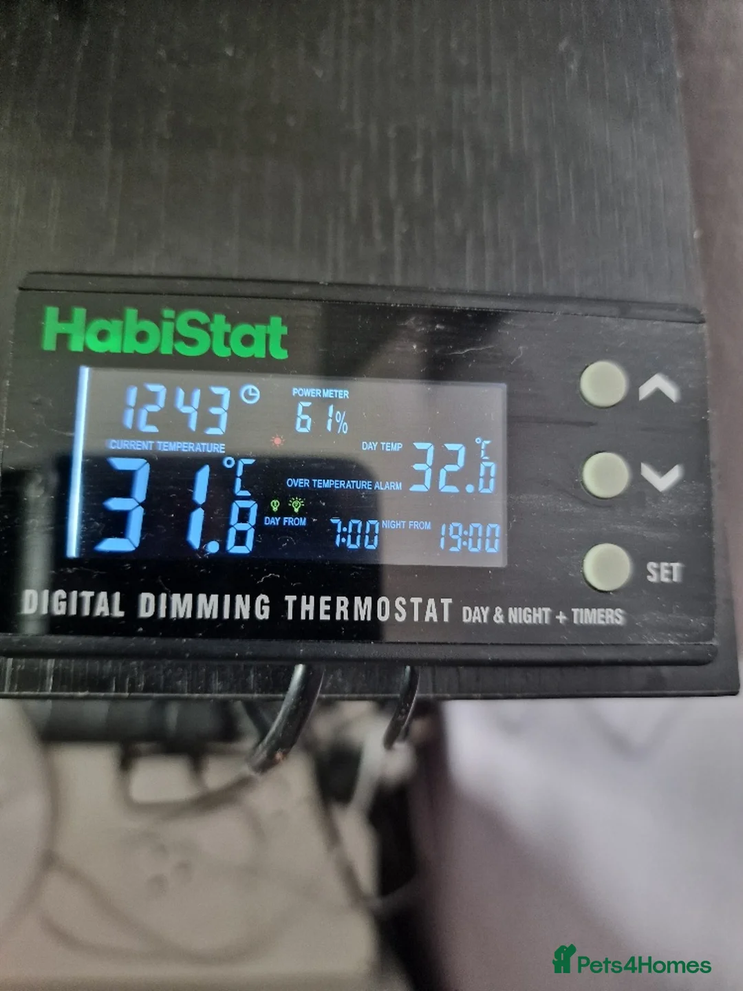 Python Snake reptiles for sale: Gorgeous Pied Male Royal Python with full set up - Advert 21