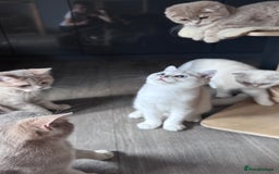 Scottish Fold cats for sale: Scottish fold and Scottish straight Tica pedigree  in Croydon - Image 16