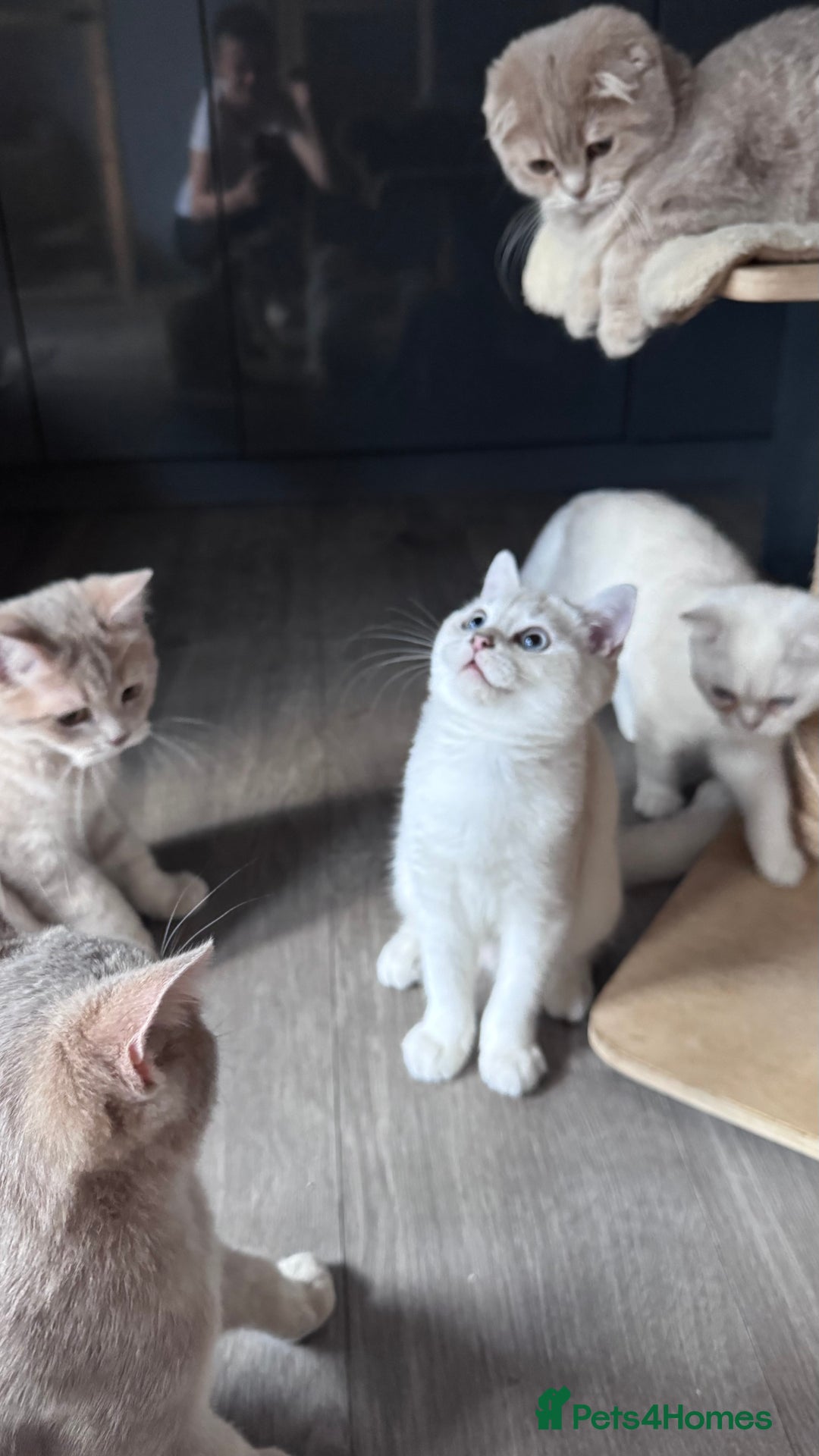 Scottish Fold cats for sale: Scottish fold and Scottish straight Tica pedigree  in Croydon - Image 16