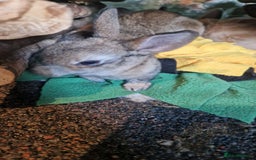 Rex rabbits for sale: Mini rex ready to leave now!! - Image 14