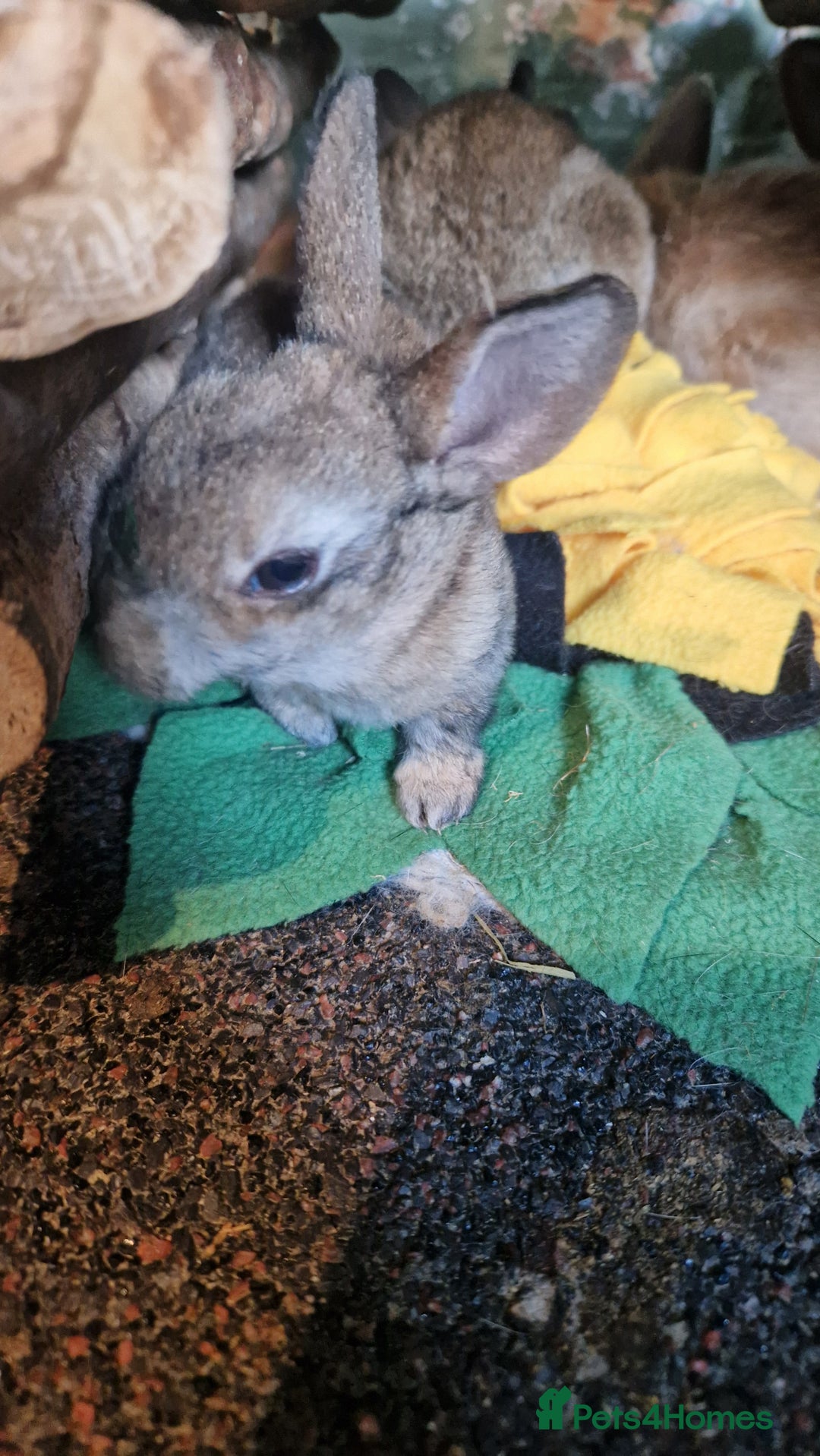 Rex rabbits for sale: Mini rex ready to leave now!! - Image 14