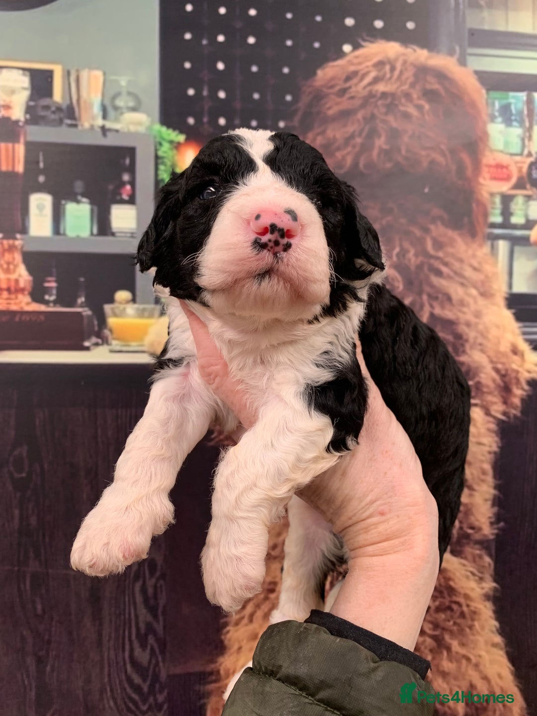 Sheepadoodle dogs for sale: Medium Sheepadoodle Puppies Available  - Image 22