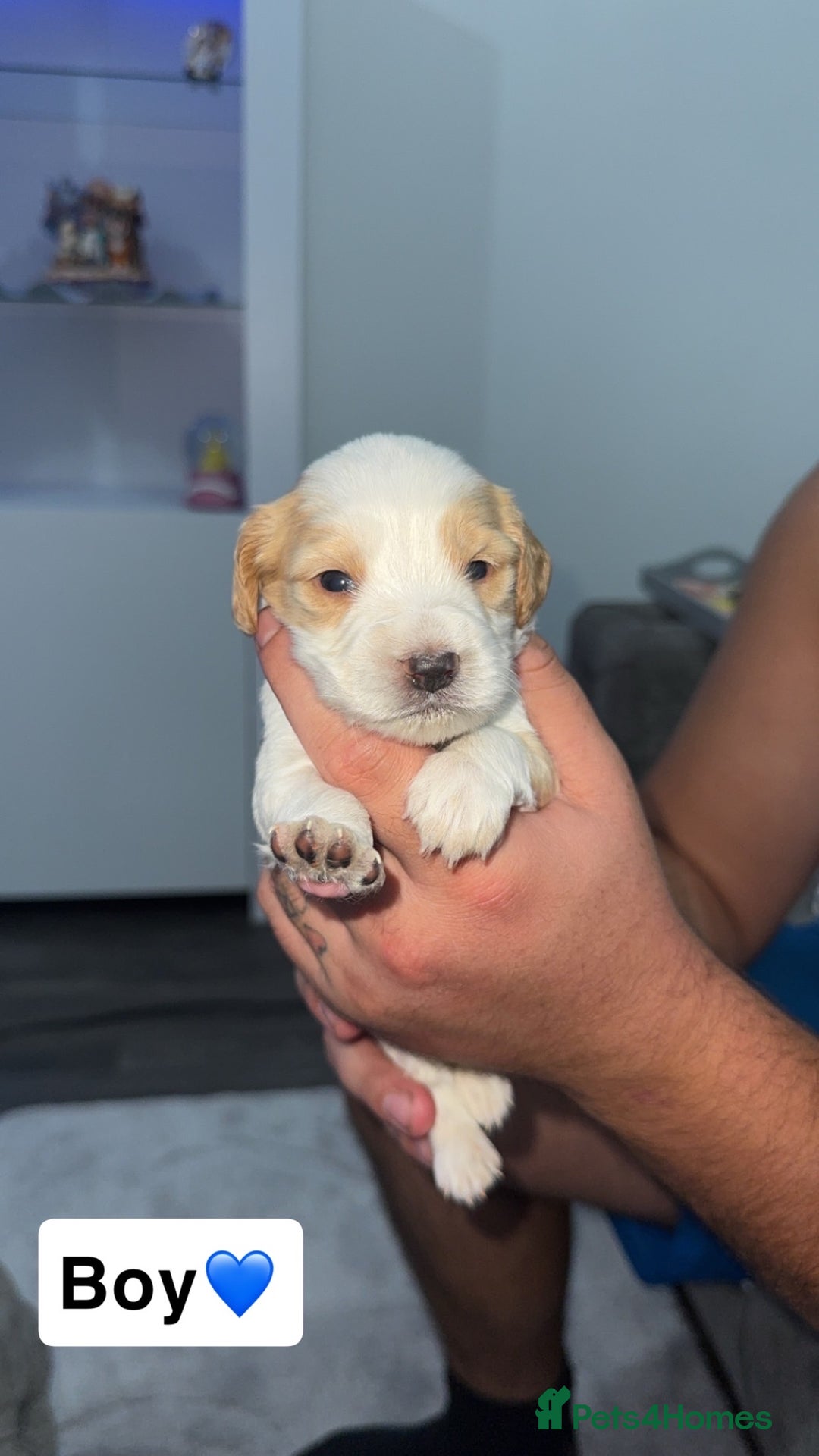 Mixed Breed dogs for sale: Cockalier Puppies🐶 - Image 7