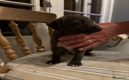 Mixed Breed dogs for sale: Bedlington x whippet puppies - Image 8