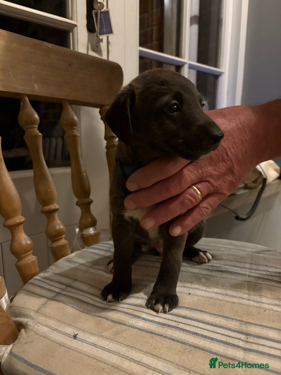 Mixed Breed dogs for sale: Bedlington x whippet puppies - Image 8