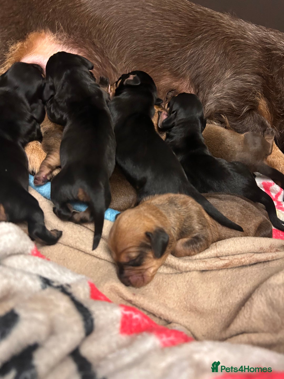 Dachshund dogs for sale: Litter of 8 beautiful dachshund puppies🩵🩷 - Advert 25