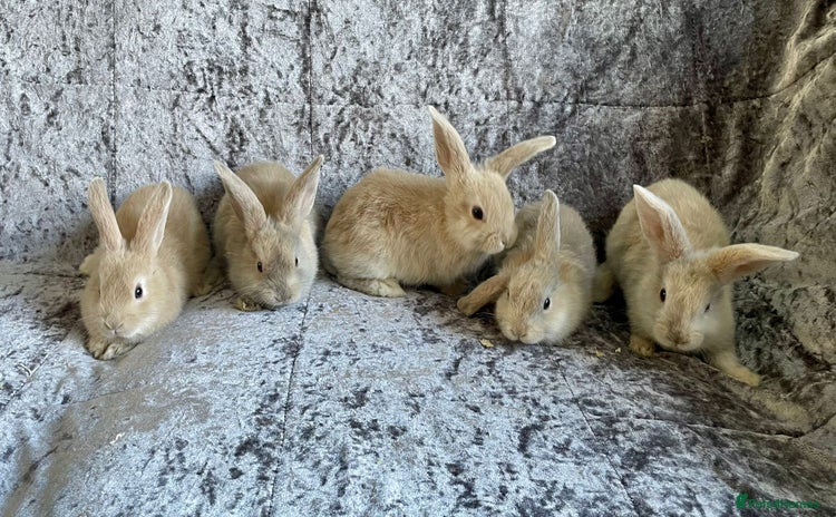 Mixed Breed rabbits - Advert 10