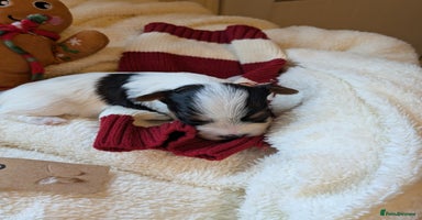 Biewer Terrier dogs - Advert 14