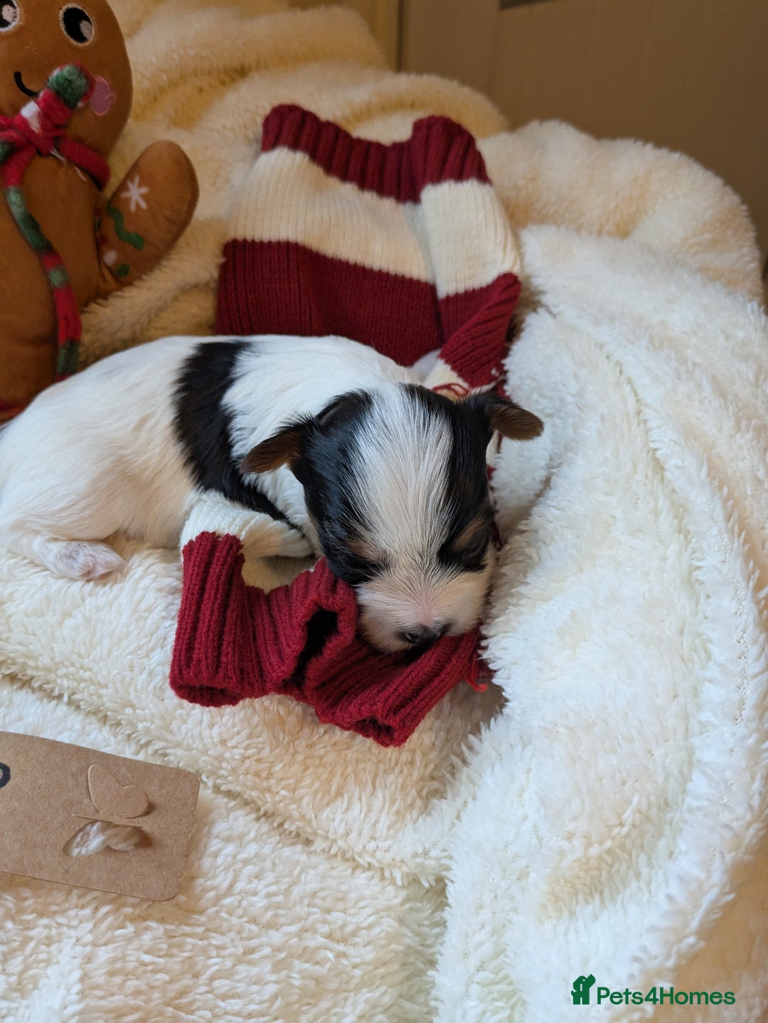 Biewer Terrier dogs for sale: Adorable Purebred Biewers  - Image 2