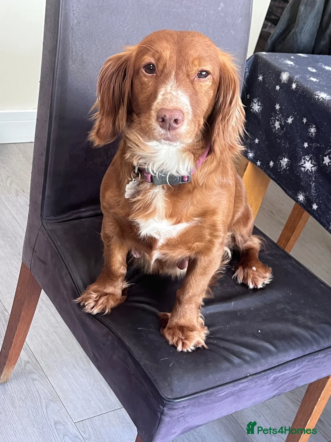 Cockapoo dogs for sale: F1 Red female puppy cockapoo  - Advert 1