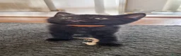 Mixed Breed cats for sale: British shorthair mixed kittens  - Advert 11