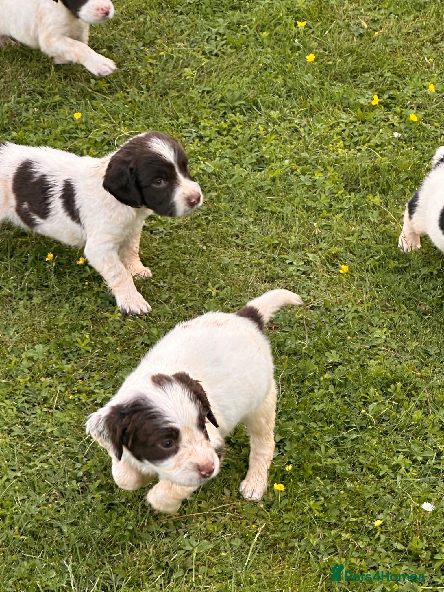 English Springer Spaniel dogs KCspringer spaniels ready next week Saturday - Advert 1