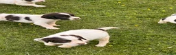 English Springer Spaniel dogs for sale: KC springer spaniels 1 male left ready to go  - Advert 26