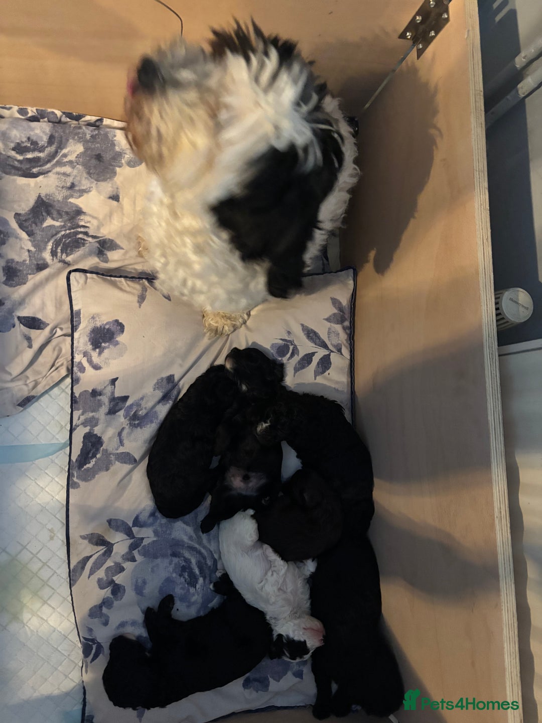 Cockapoo dogs for sale: Cockapoo - Image 1