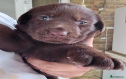 Labrador Retriever dogs for sale: Chocolate Labradors Retriever puppies  - Image 6
