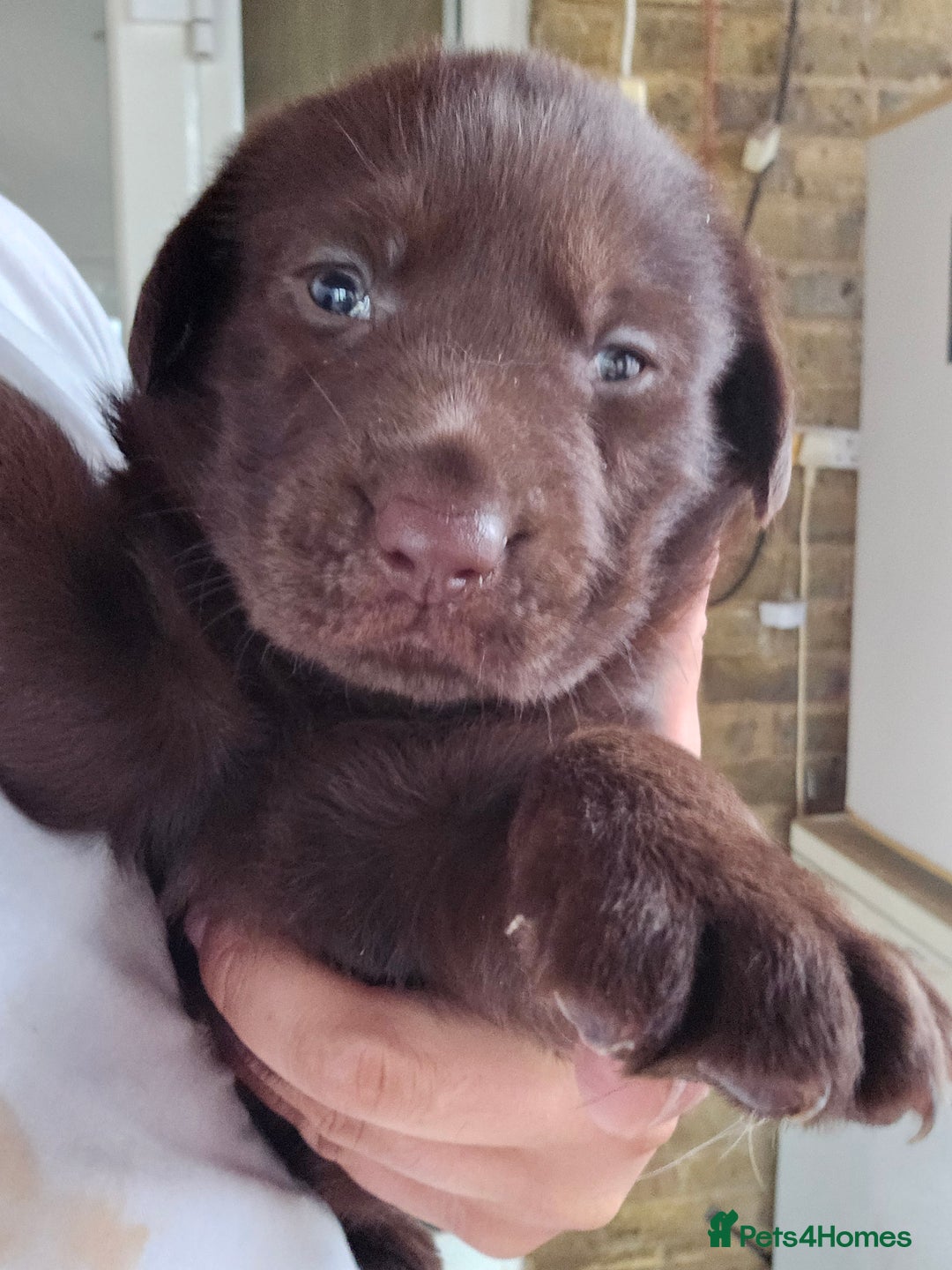 Labrador Retriever dogs for sale: Chocolate Labradors Retriever puppies  - Image 6