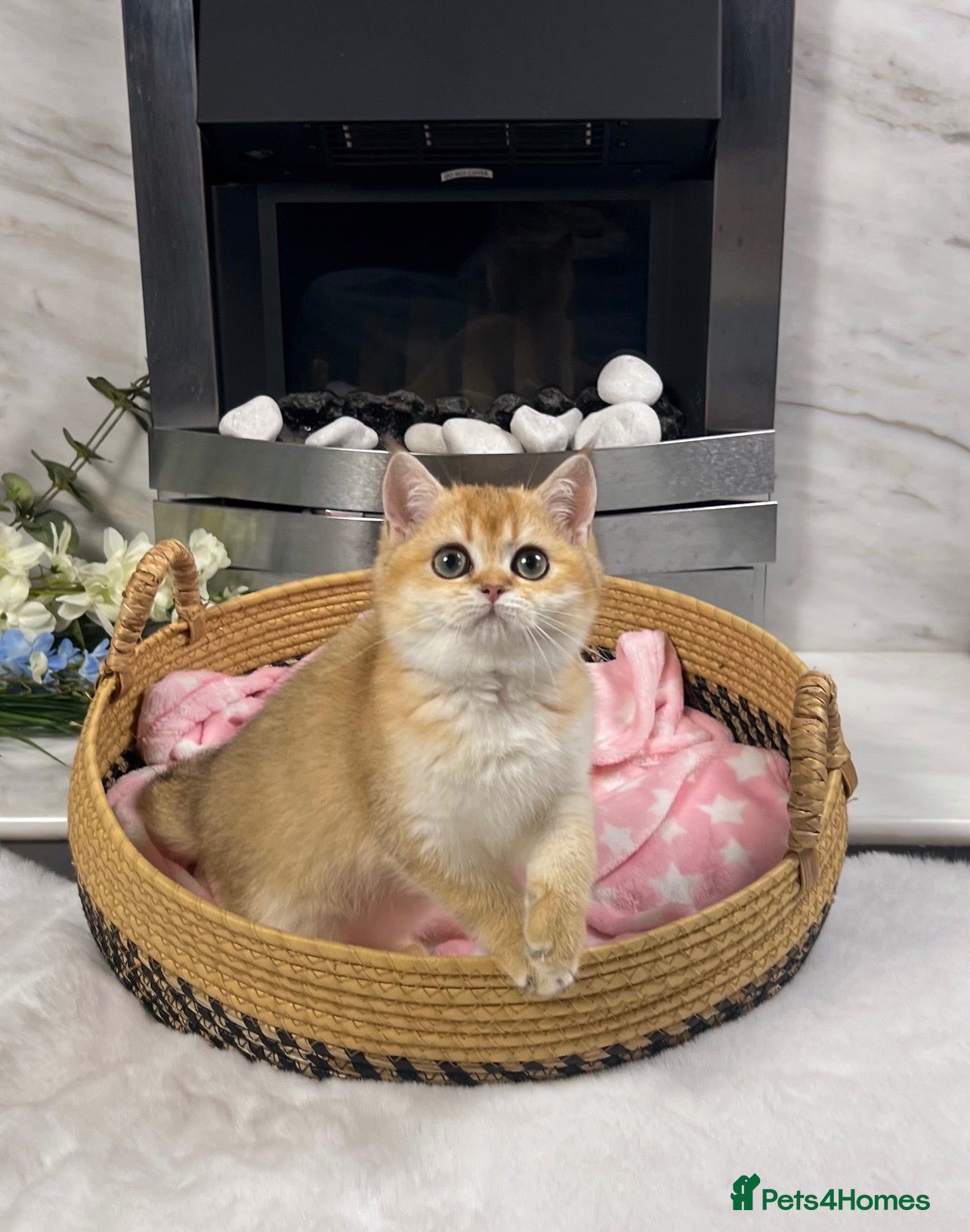 British Shorthair cats Beautiful Golden British Shorthair Kittens   - Advert 2