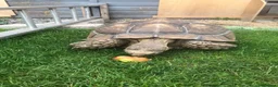 Tortoise reptiles for sale: Two sulcata tortoises - Advert 3