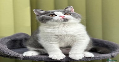 British Shorthair cats - Advert 8