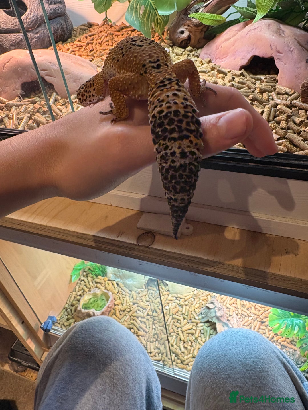 Leopard Gecko reptiles for sale: Breeding leopard gecko pair  - Advert 5