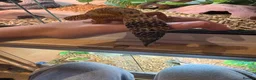 Leopard Gecko reptiles for sale: Breeding leopard gecko pair  - Advert 5