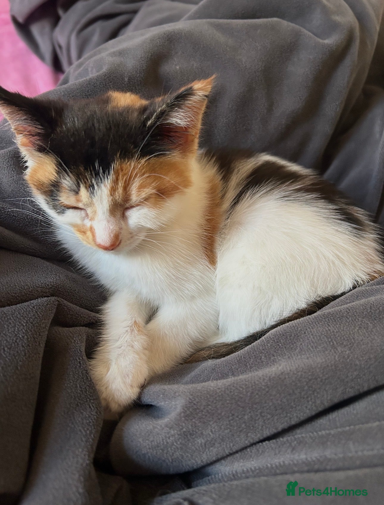 Mixed Breed cats 9 week old calico kitten! - Advert 1