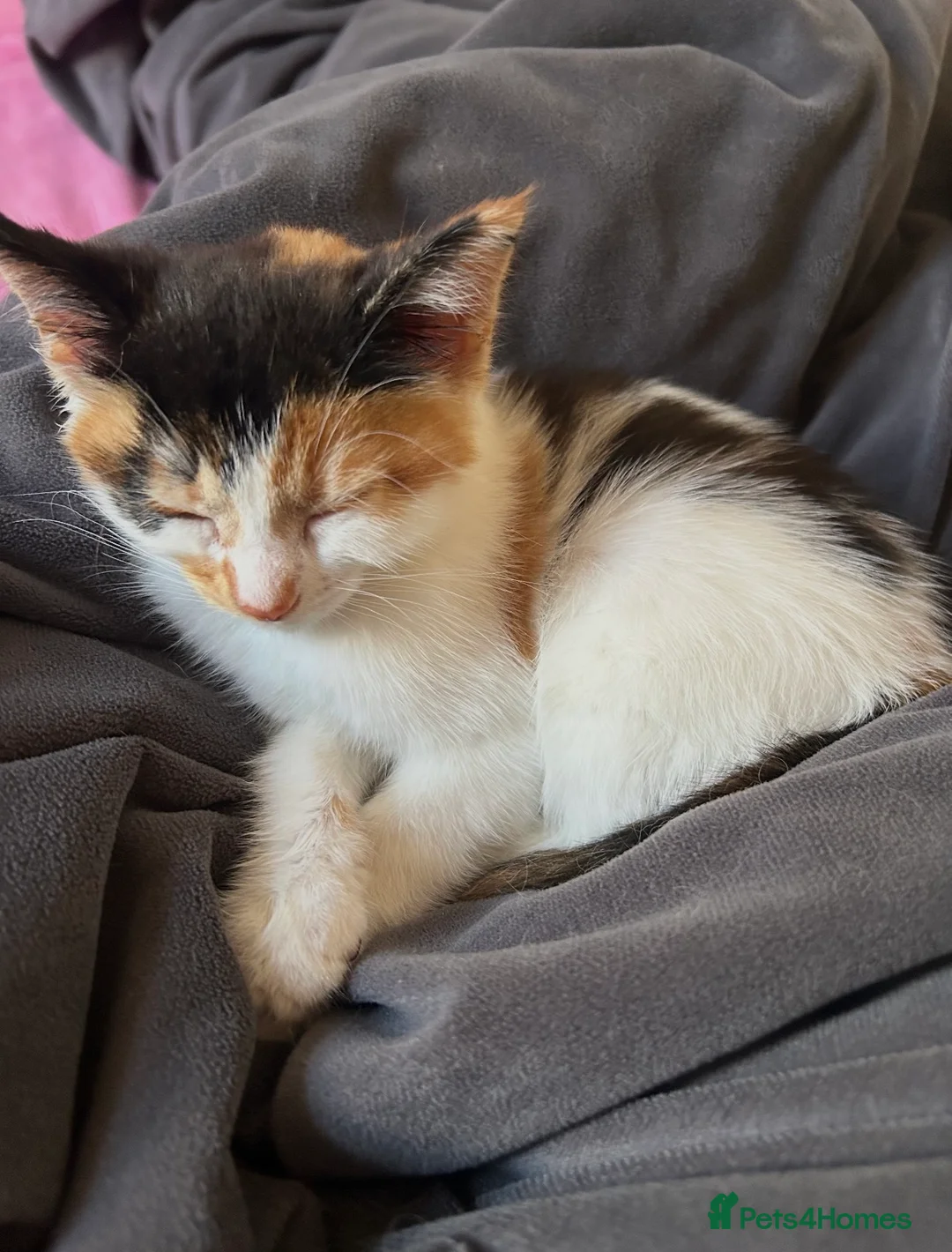Mixed Breed cats for sale: 9 week old calico kitten! - Advert 1