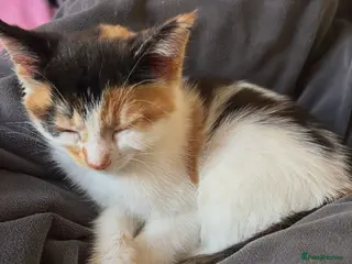 Mixed Breed cats 9 week old calico kitten! - Advert 1