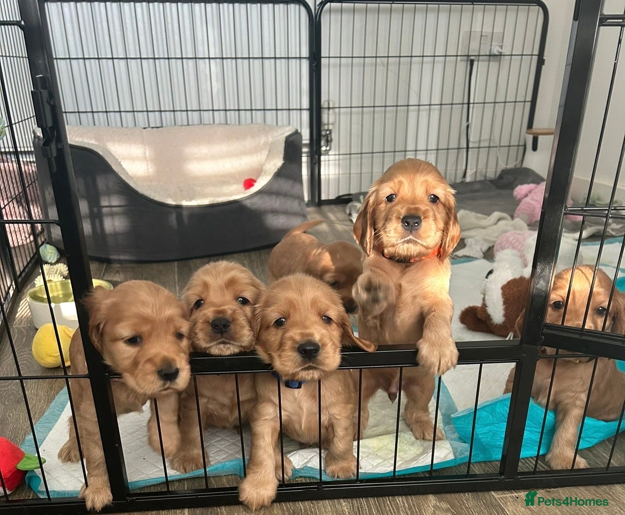 Cocker Spaniel dogs for sale: Utterly Gorgeous KC Reg Cocker Spaniel Pups, July - Advert 4