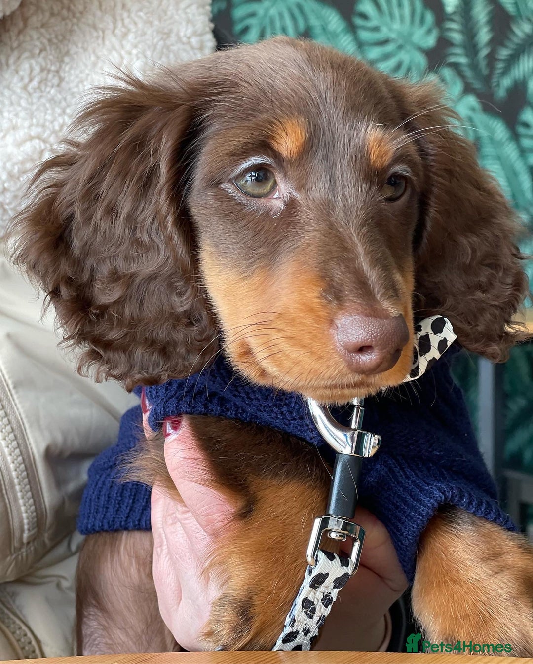 Miniature Dachshund dogs for stud: Long-haired miniature Dachshund in Hitchin - Advert 16