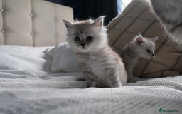 Maine Coon cats for sale: ***High Silver Shaded Kittens*** - Image 5