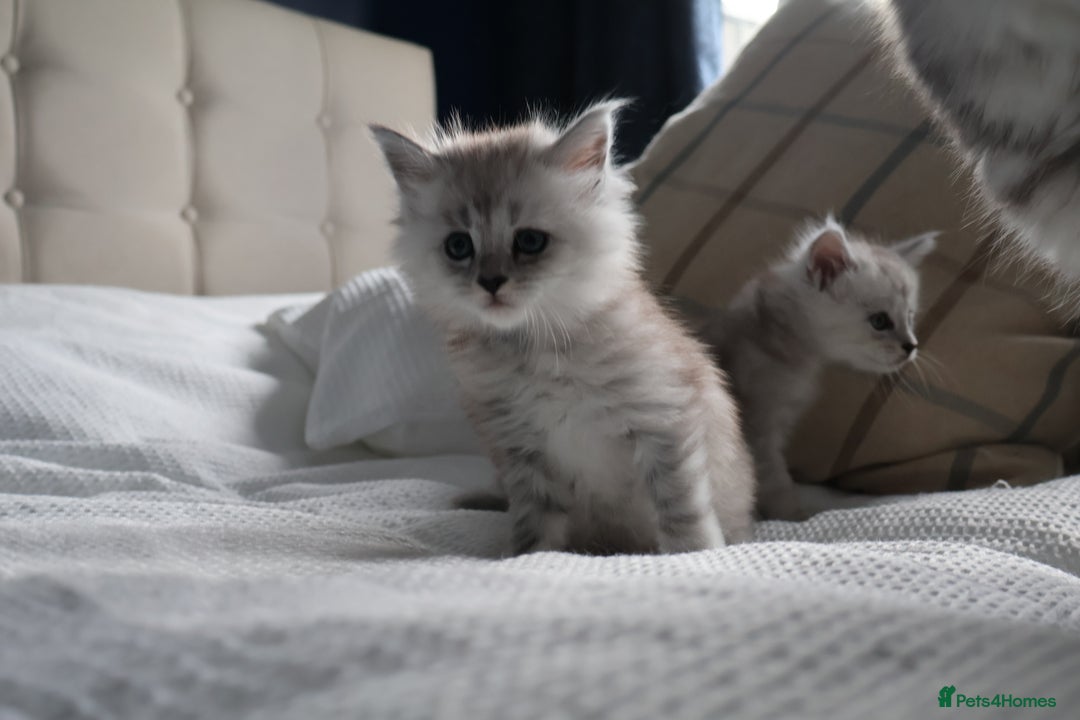 Maine Coon cats for sale: ***High Silver Shaded Kittens*** - Image 5