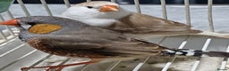 Finches birds for sale: PENGUIN ZEBRA FAWN PIED FINCHES  - Advert 9
