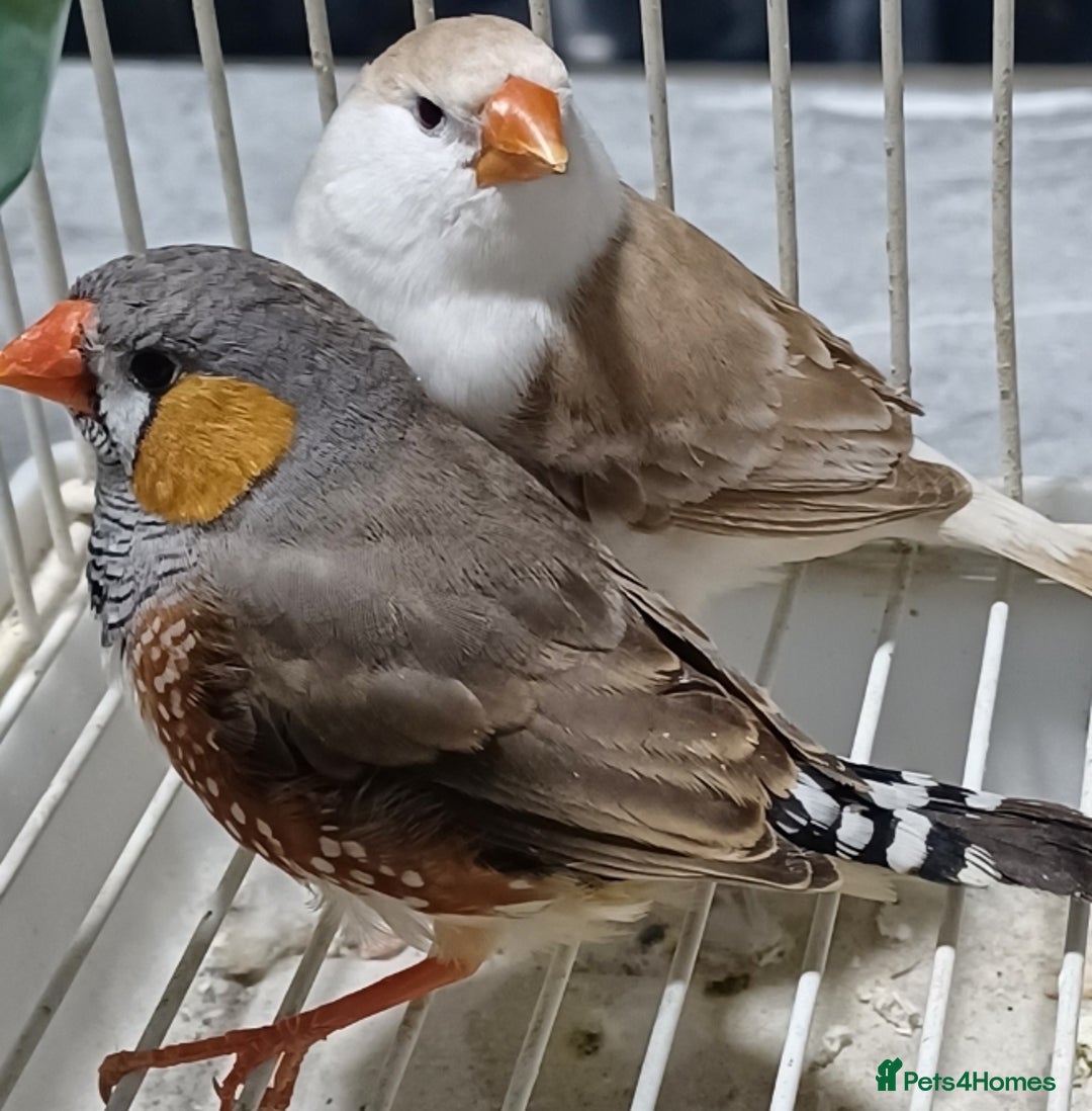 Finches birds for sale: PENGUIN ZEBRA FAWN PIED FINCHES  - Advert 9