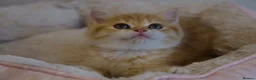 British Shorthair cats for sale: BSH Golden boys TICA Reg  - Advert 12