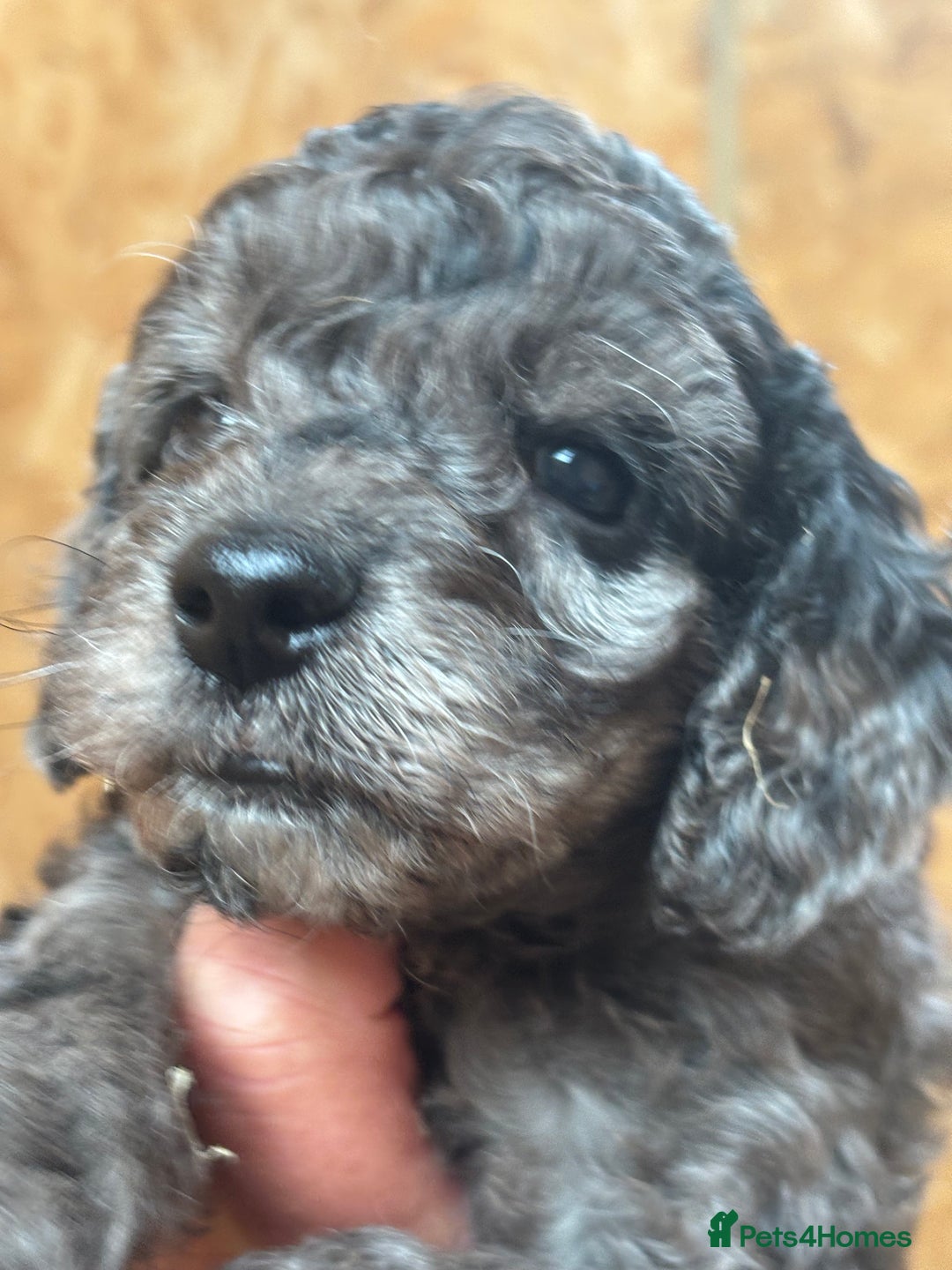 Cavapoo dogs for sale: Cavapoo puppies  in Preston - Image 4