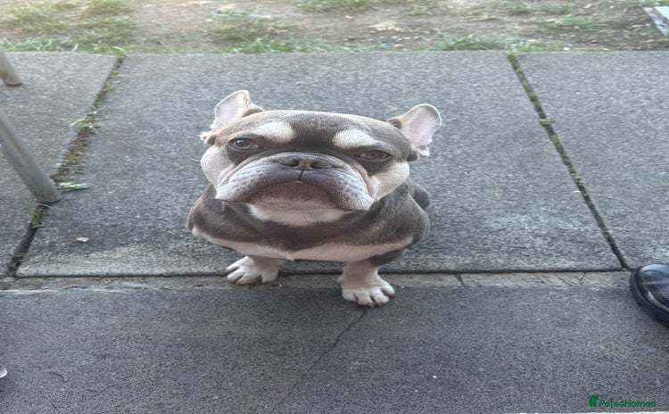French Bulldog dogs - Advert 4