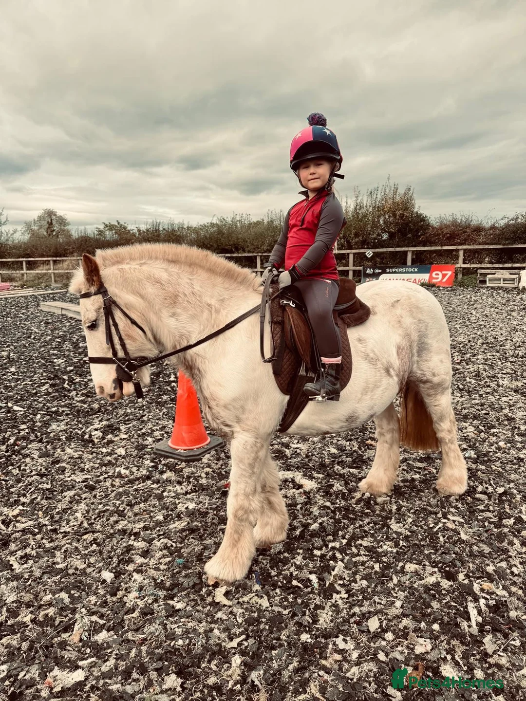 Irish Cob horses for sale: Penny 8yr old 12hh safe cob, mare - Advert 2