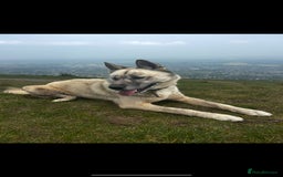 Siberian Husky dogs for sale: Gorgeous little husky pups - ready in two weeks - Advert 2