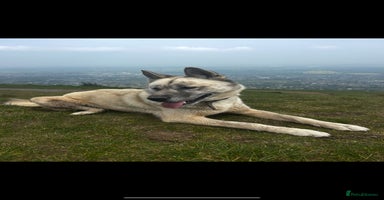 Siberian Husky dogs Gorgeous little husky pups - ready in two weeks - Advert 1