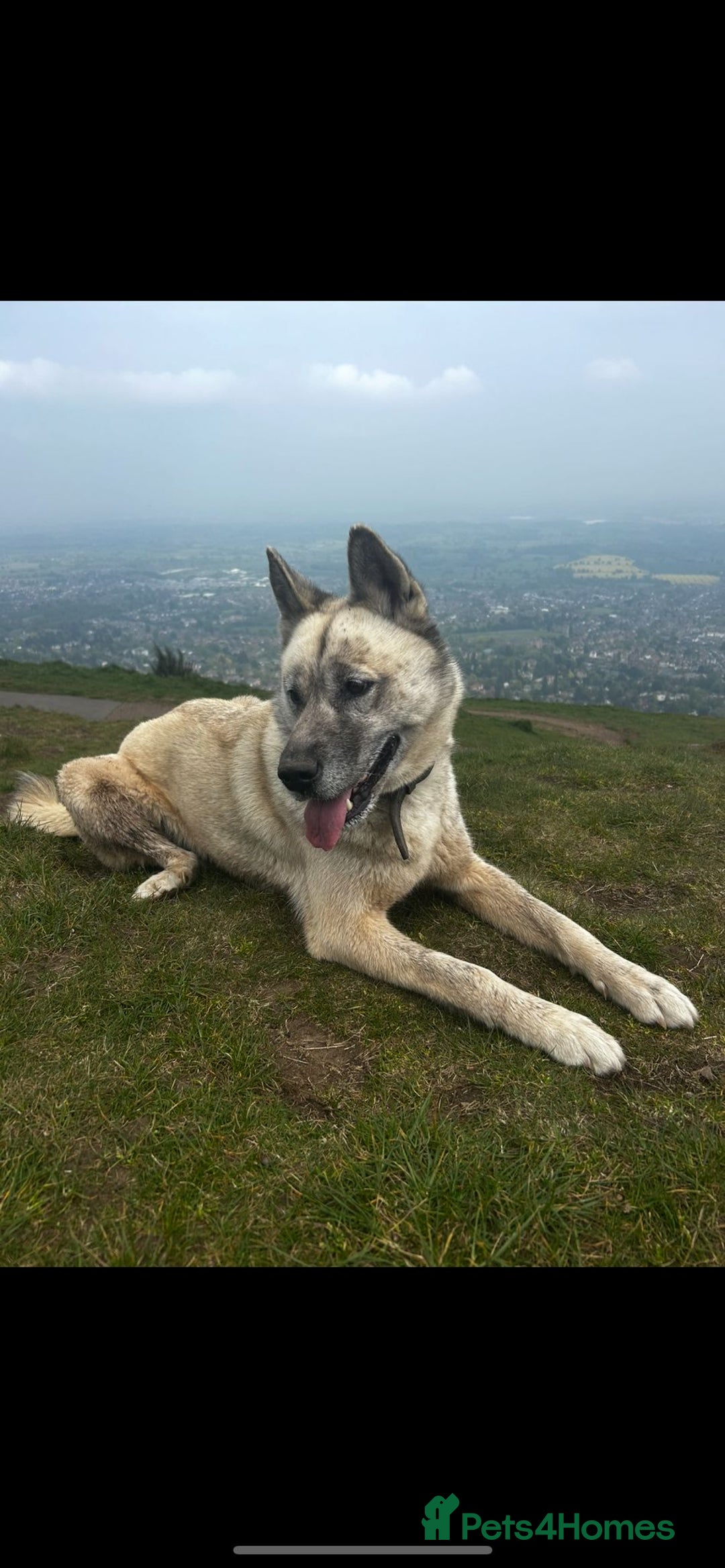 Siberian Husky dogs for sale: Gorgeous little husky pups - ready in two weeks - Advert 2