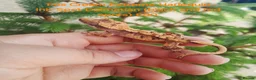 Gecko reptiles for sale: Various Crested Geckos for sale  - Advert 6