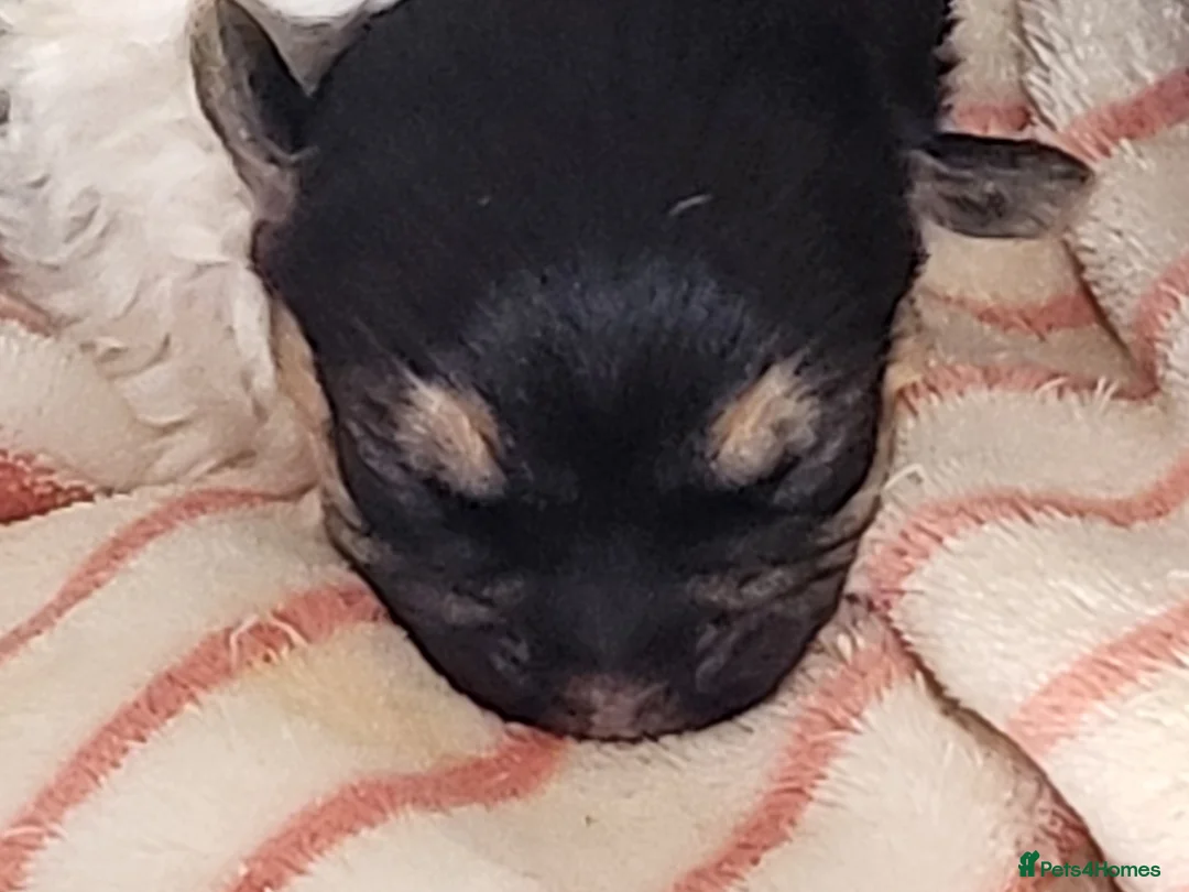 Mixed Breed dogs for sale: matlpooXFrenchie puppies - Advert 1