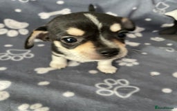 Chihuahua dogs for sale: Chihuahua Puppy 3 - 2 boy, 1 girl  chihuahua  - Image 22