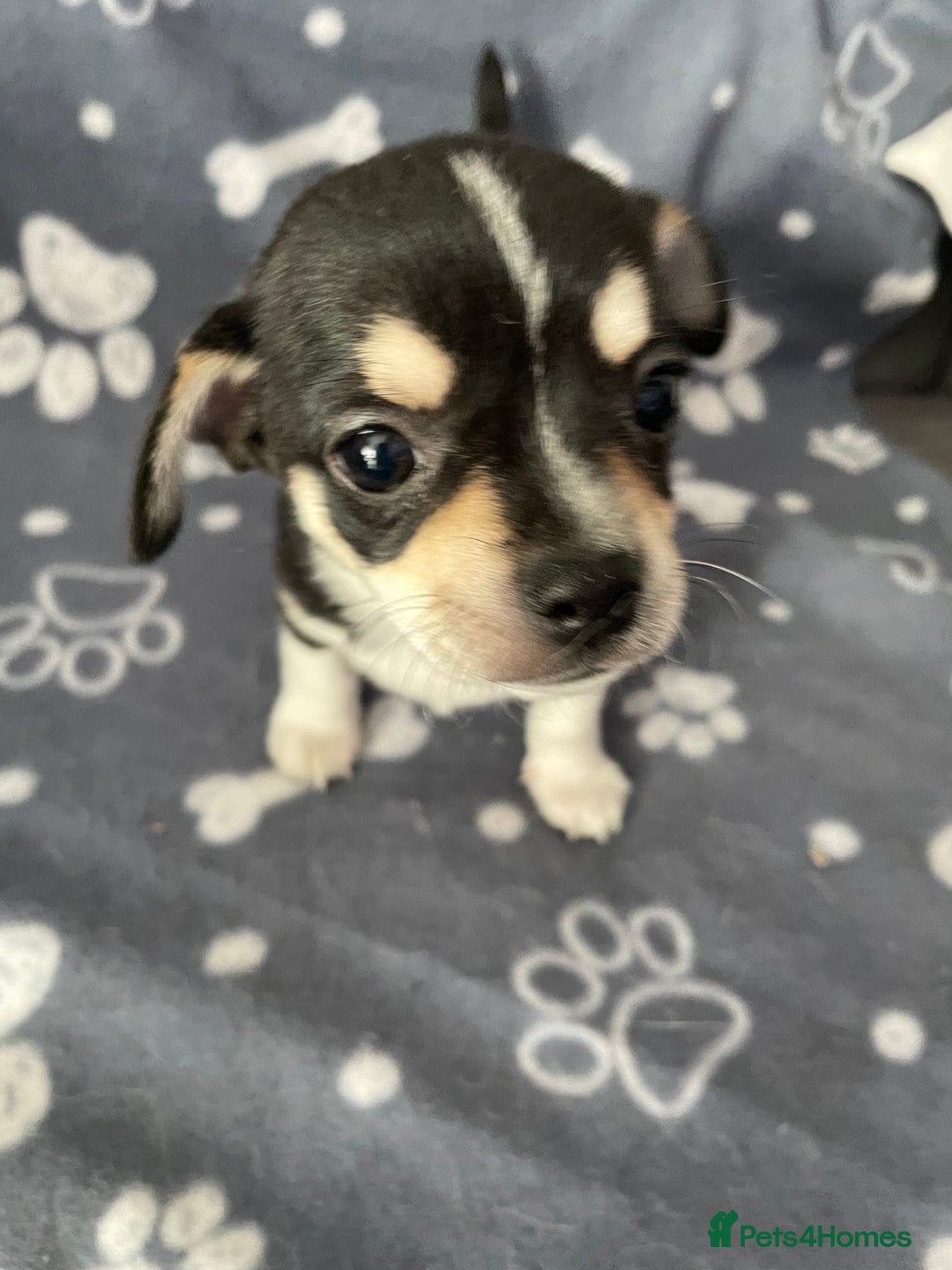 Chihuahua dogs for sale: Chihuahua Puppy 3 - 2 boy, 1 girl  chihuahua  - Image 22