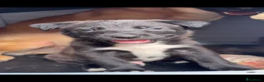 Mahogony boy